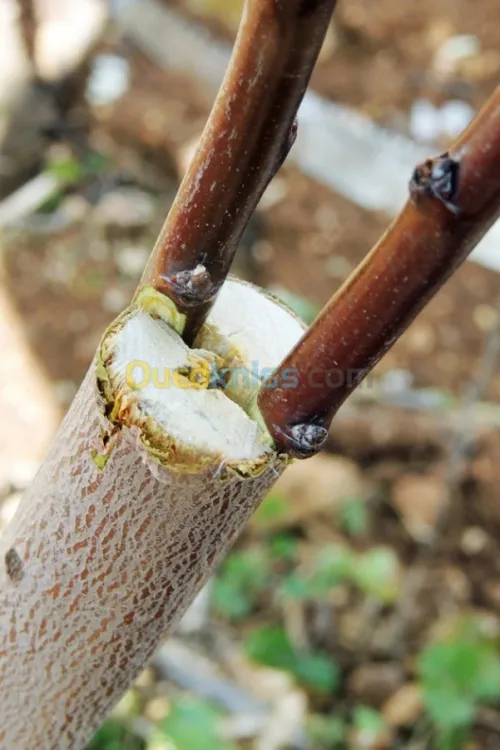 Greffeur pro.  d'Arbre Fruitiers