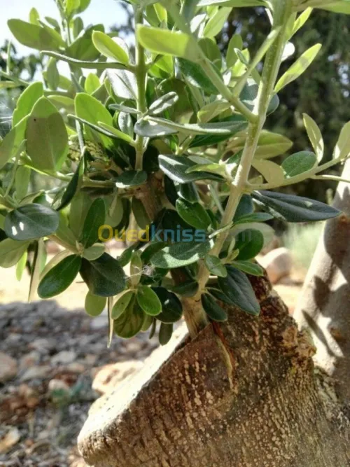 Greffeur pro.  d'Arbre Fruitiers