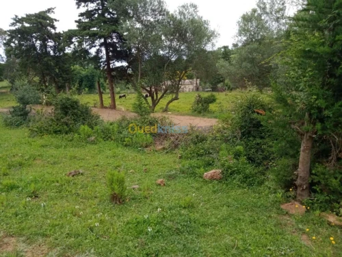 Vente Terrain Jijel El aouana