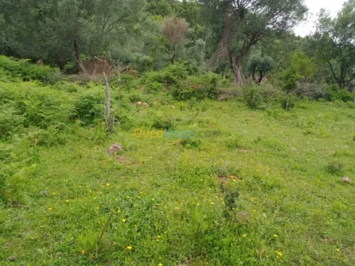 Vente Terrain Jijel El aouana