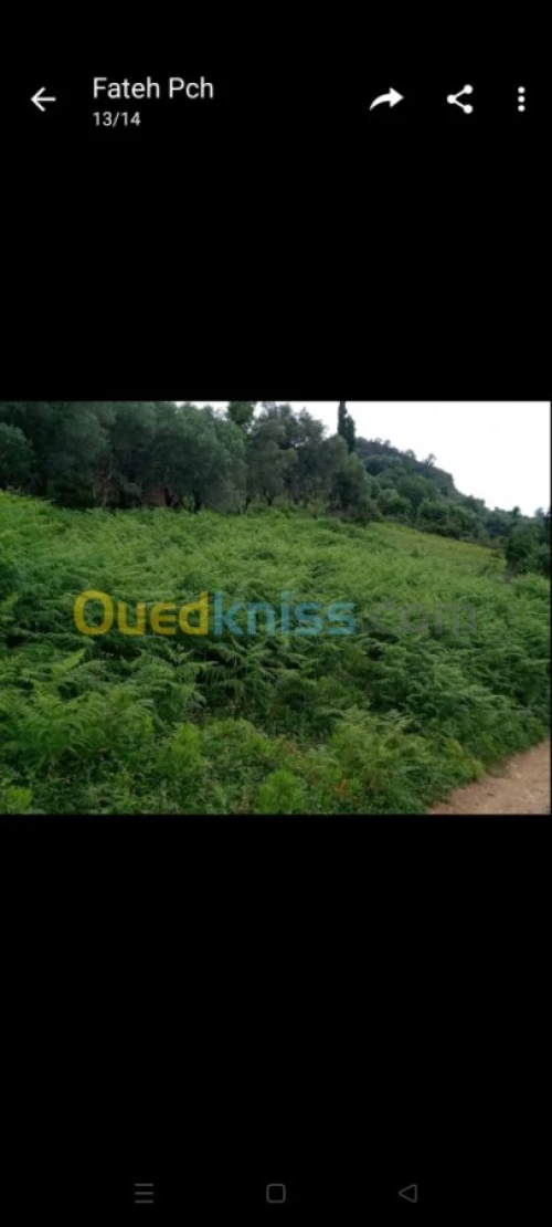Vente Terrain Jijel El aouana