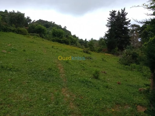 Vente Terrain Jijel El aouana