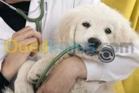 medecine  vétérinaire