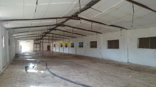 Location Hangar Oran Boutlelis