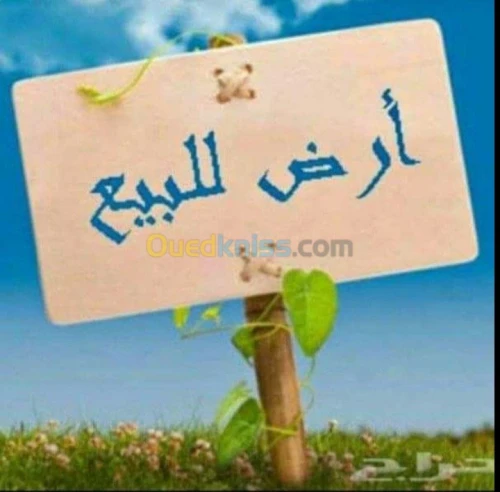 Vente Terrain Laghouat Laghouat