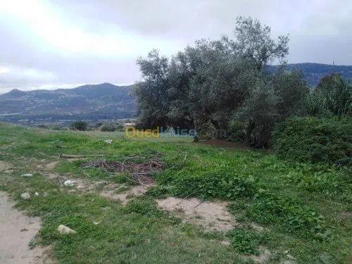 Vente Terrain Bejaia Ifenain ilmathen