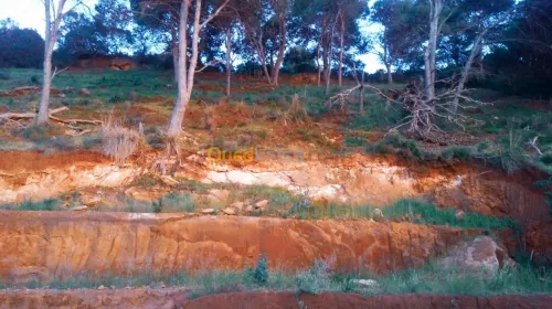 Vente Villa Tipaza Ain tagourait