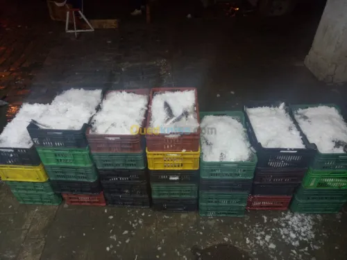  distributions des poissons