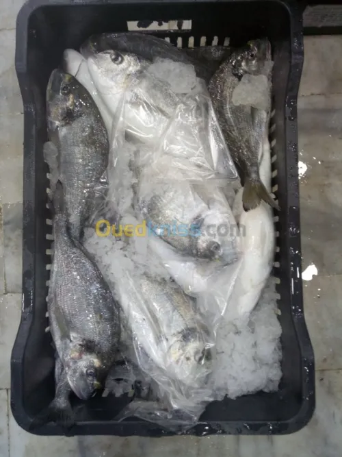  distributions des poissons