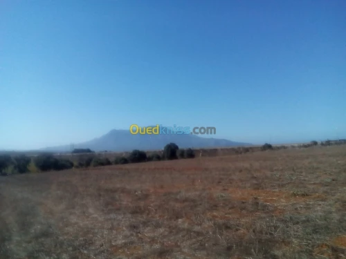 Vente Terrain Tipaza Tipaza