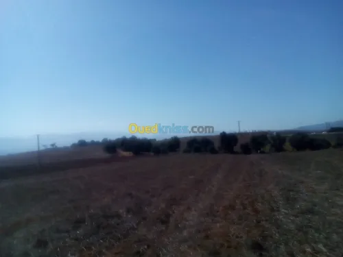 Vente Terrain Tipaza Tipaza