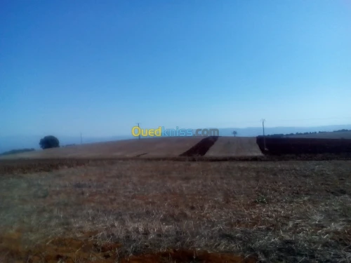 Vente Terrain Tipaza Tipaza
