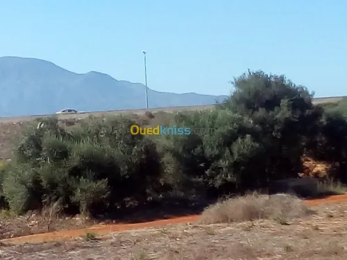 Vente Terrain Tipaza Tipaza