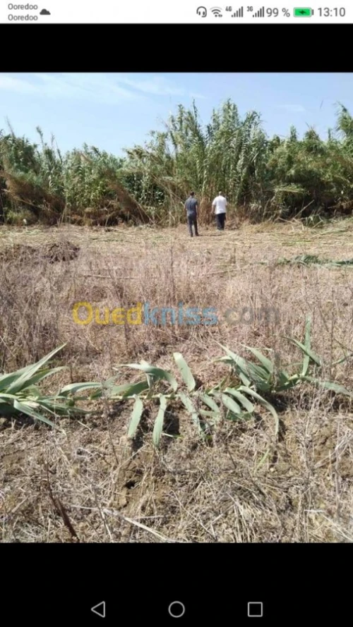Vente Terrain Boumerdes Khemis el khechna