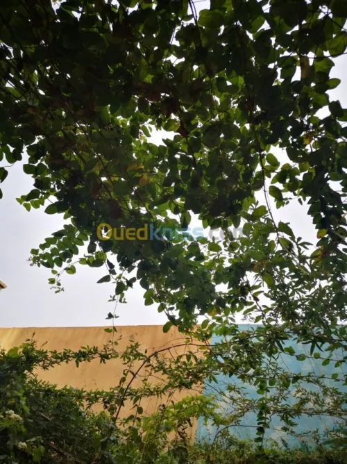 Vente Villa Msila Bou saada