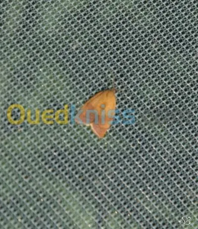 Filet Anti-Insectes / شبكة حماية المحاصيل ضد الحشرات