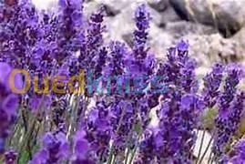 Herbes Aromatiques,Huiles Essentiel