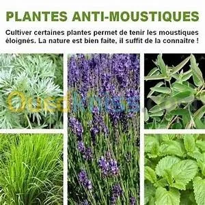 Herbes Aromatiques,Huiles Essentiel