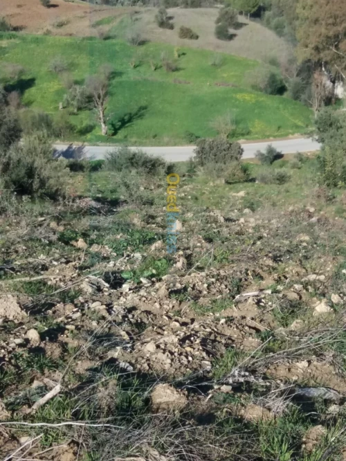 Vente Terrain Agricole Bejaia Seddouk