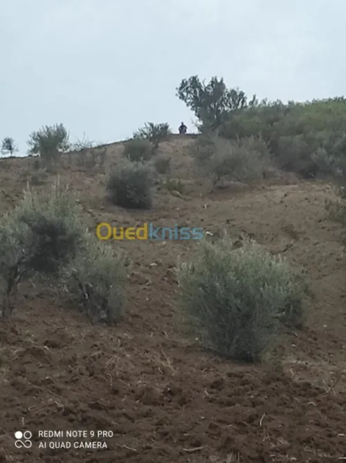 Vente Terrain Agricole Bejaia Seddouk