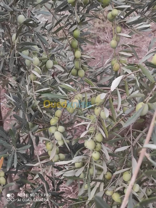 Vente Terrain Agricole Bejaia Seddouk