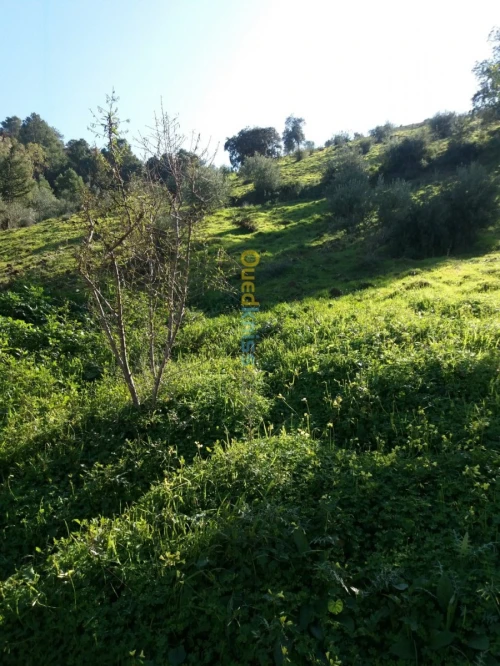 Vente Terrain Agricole Bejaia Seddouk