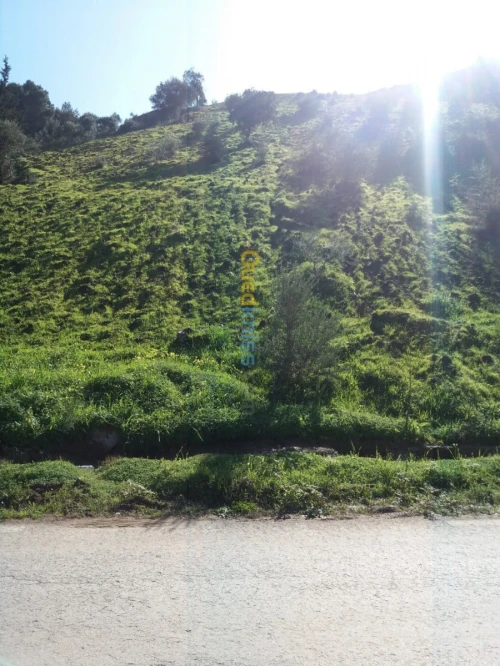 Vente Terrain Agricole Bejaia Seddouk