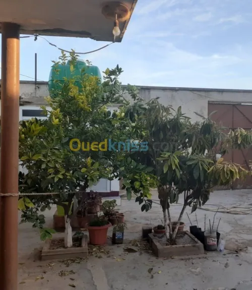 Vente bien immobilier Sidi Bel Abbès Lamtar