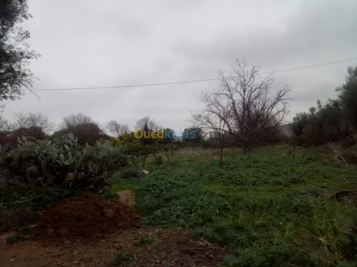 Vente Terrain Tlemcen Chetouane