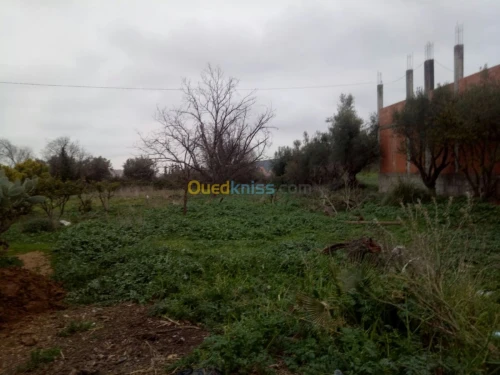 Vente Terrain Tlemcen Chetouane