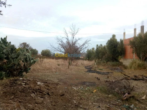 Vente Terrain Tlemcen Chetouane
