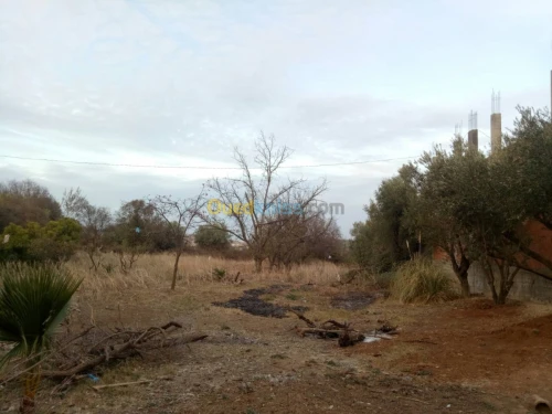 Vente Terrain Tlemcen Chetouane