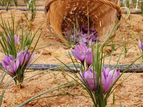 Sfron الزعفران الحر