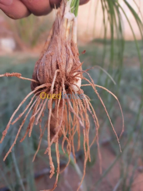 Sfron الزعفران الحر