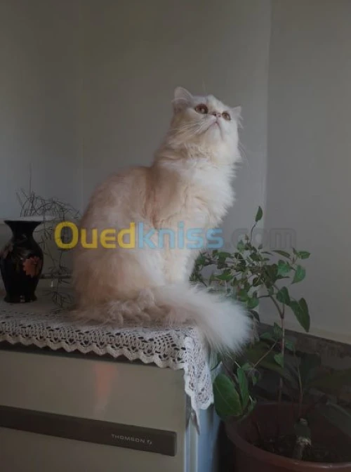 Persan 
