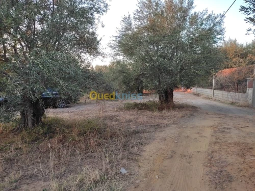 Vente Terrain Tizi Ouzou Azazga
