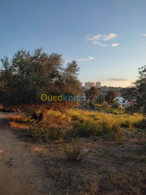 Vente Terrain Tizi Ouzou Azazga