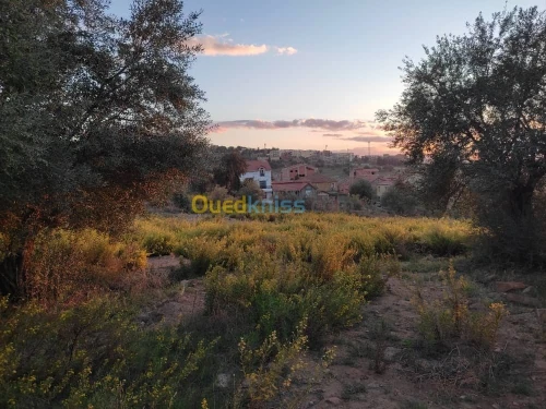 Vente Terrain Tizi Ouzou Azazga