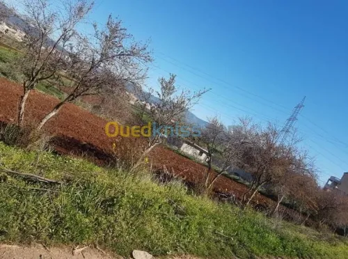 Vente Terrain Tlemcen Ghazaouet