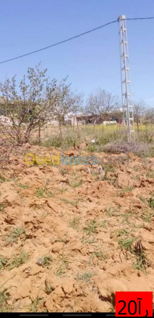 Vente Terrain Medea Bouaichoune