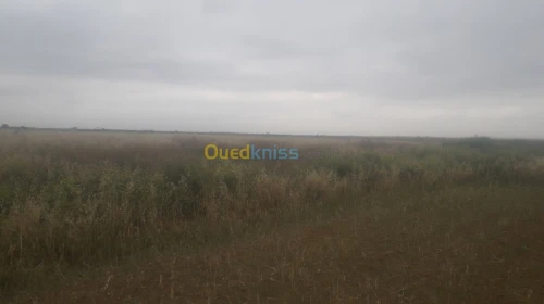 Vente Terrain Agricole Ain temouchent Oued sabah