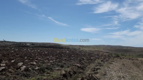 Vente Terrain Agricole Ain temouchent Oued sabah