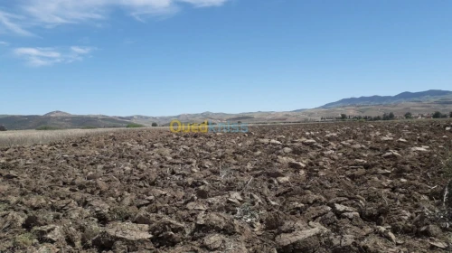 Vente Terrain Agricole Ain temouchent Oued sabah
