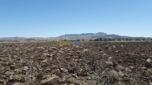 Vente Terrain Agricole Ain temouchent Oued sabah