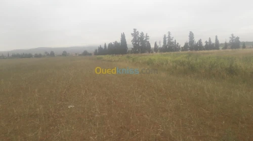 Vente Terrain Agricole Ain temouchent Oued sabah