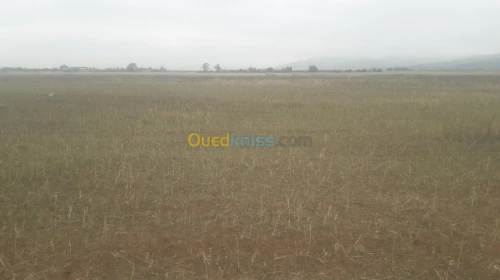 Vente Terrain Agricole Ain temouchent Oued sabah