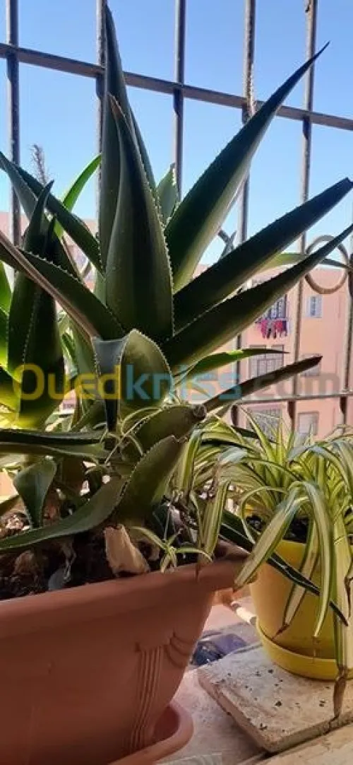 Vente Appartement F3 Tlemcen Ain youcef