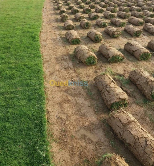 Tout type gazon natural