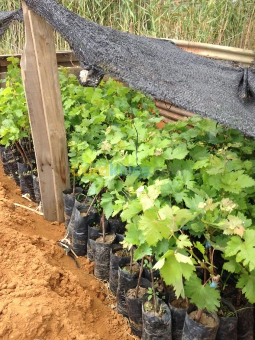 vigne دالية