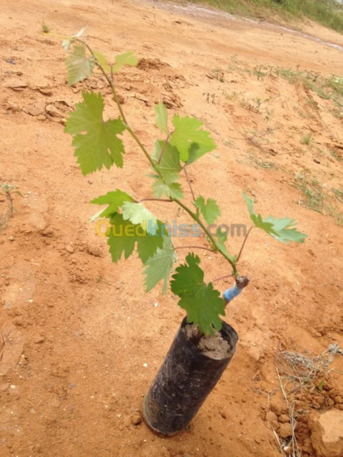 vigne دالية